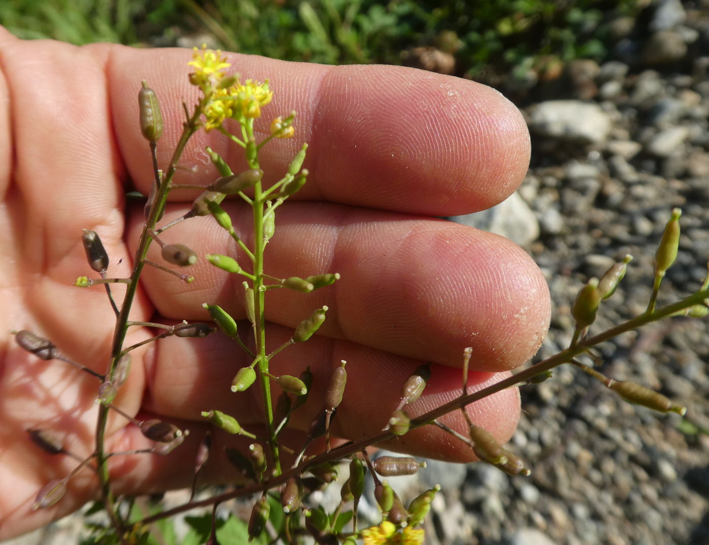 Rorippa palustris / Crescione palustre